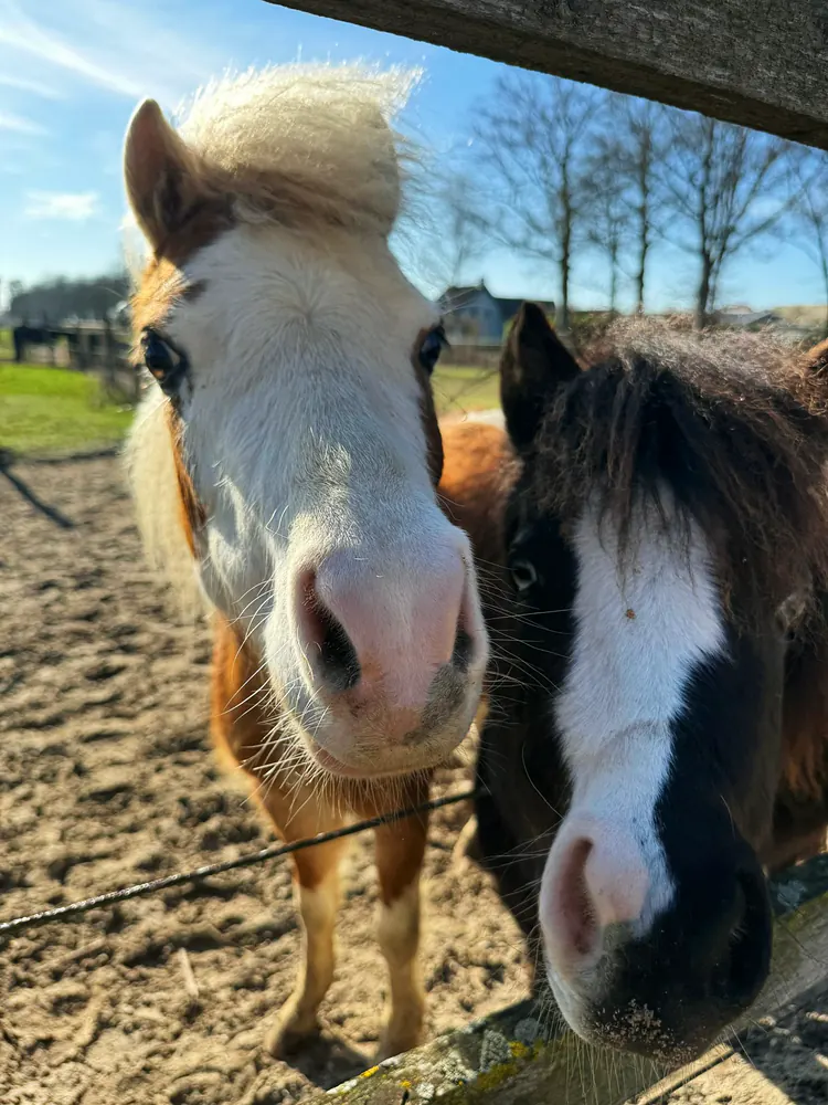 Twee American Miniature Horses van FarWay Stables, nieuwsgierig bij het hek