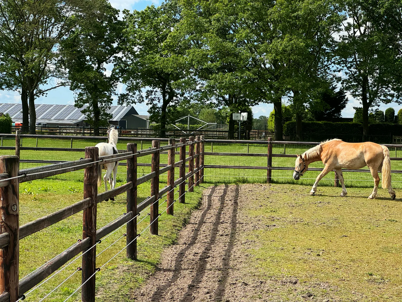 De paddocks van FarWay Stables, met paarden in de wei