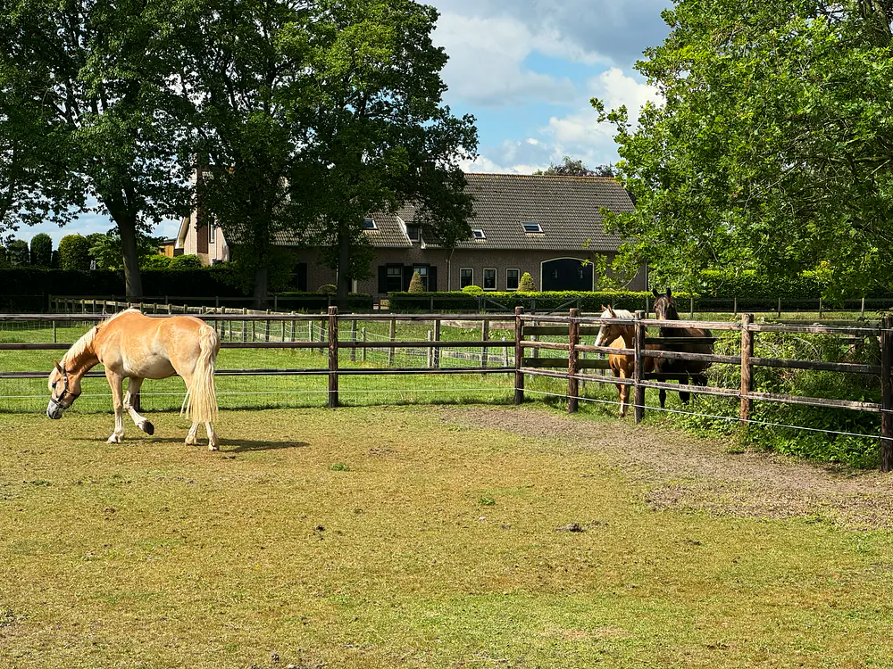 Haflinger in de weide bij de stal van FarWay Stables